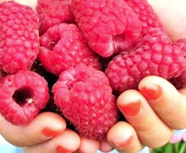 Giant Raspberry Cuttings - 10 Unrooted Cuttings - Gordost Rossii - Rubus idaeus - High-Yielding, Sweet Berries for Home Gardening