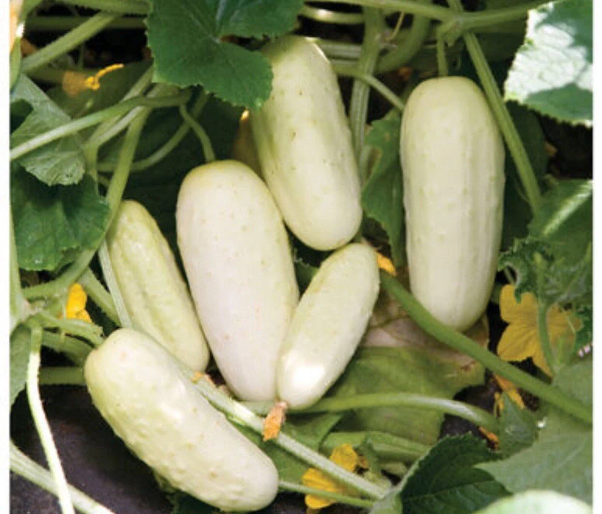 Organic Cucumber Seeds - 25+ Seeds - Salt & Pepper Variety - Cucumis sativus - Non-GMO, Easy to Grow for Home Gardening