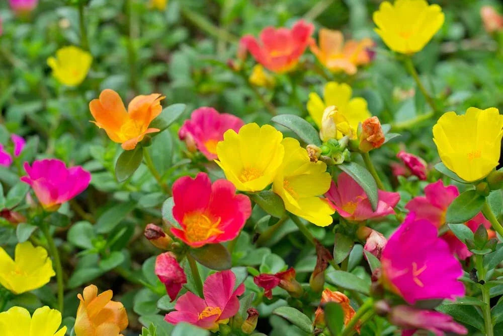 Moss Rose Seeds - 1,000 Count - Colorful Portulaca Grandiflora for Planting - Drought-Tolerant Ground Cover Flowers