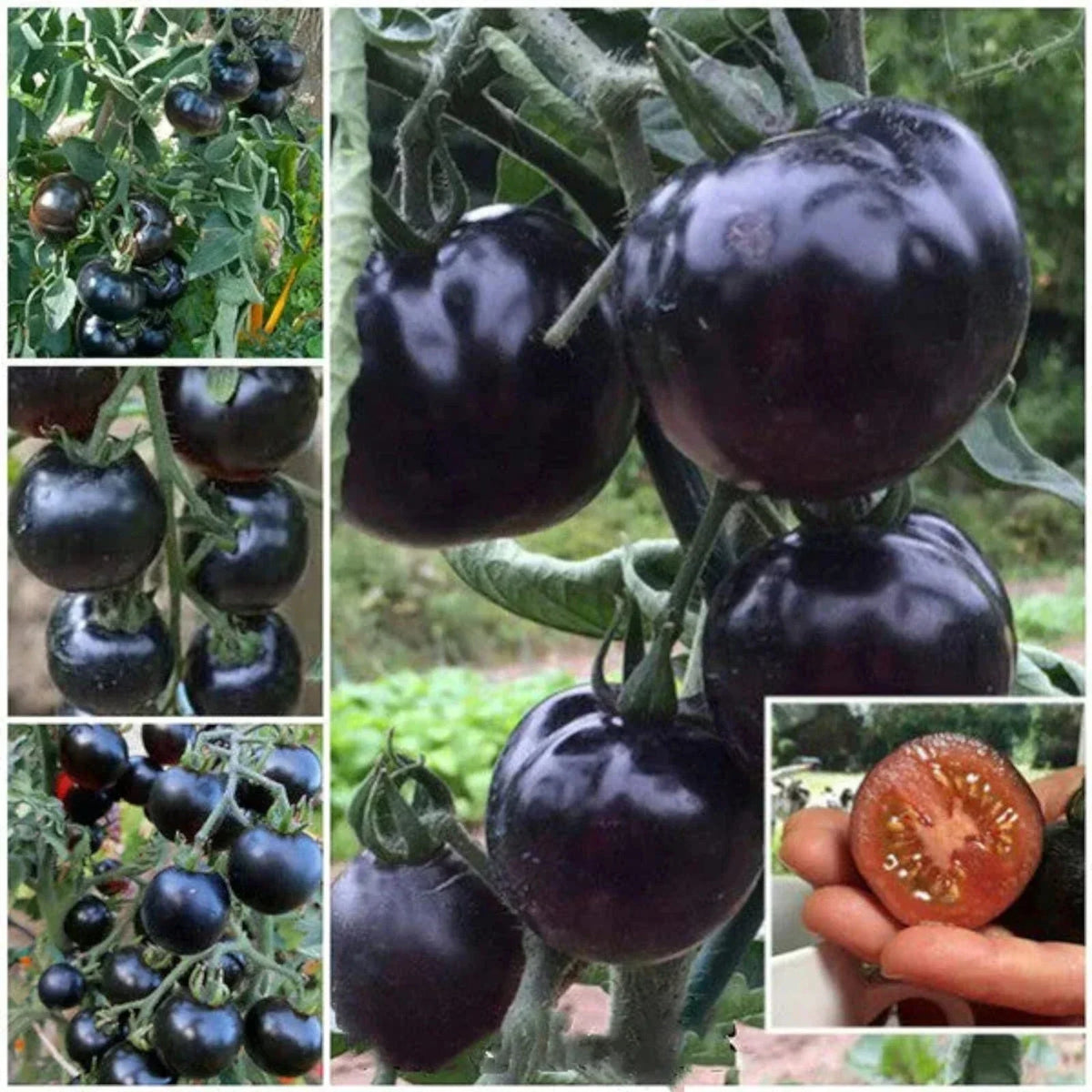 European Black Cherry Tomato Seeds - 100pcs Heirloom Non-GMO Solanum lycopersicum for Rich Flavor and High Yield