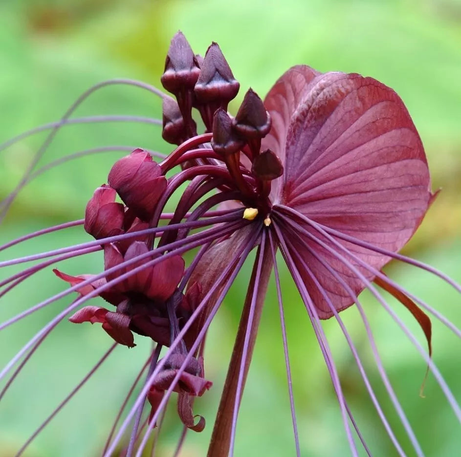 Black Bat Flower Plant 4-6" Live Tacca chantrieri Exotic Black Purple Flower No Pot