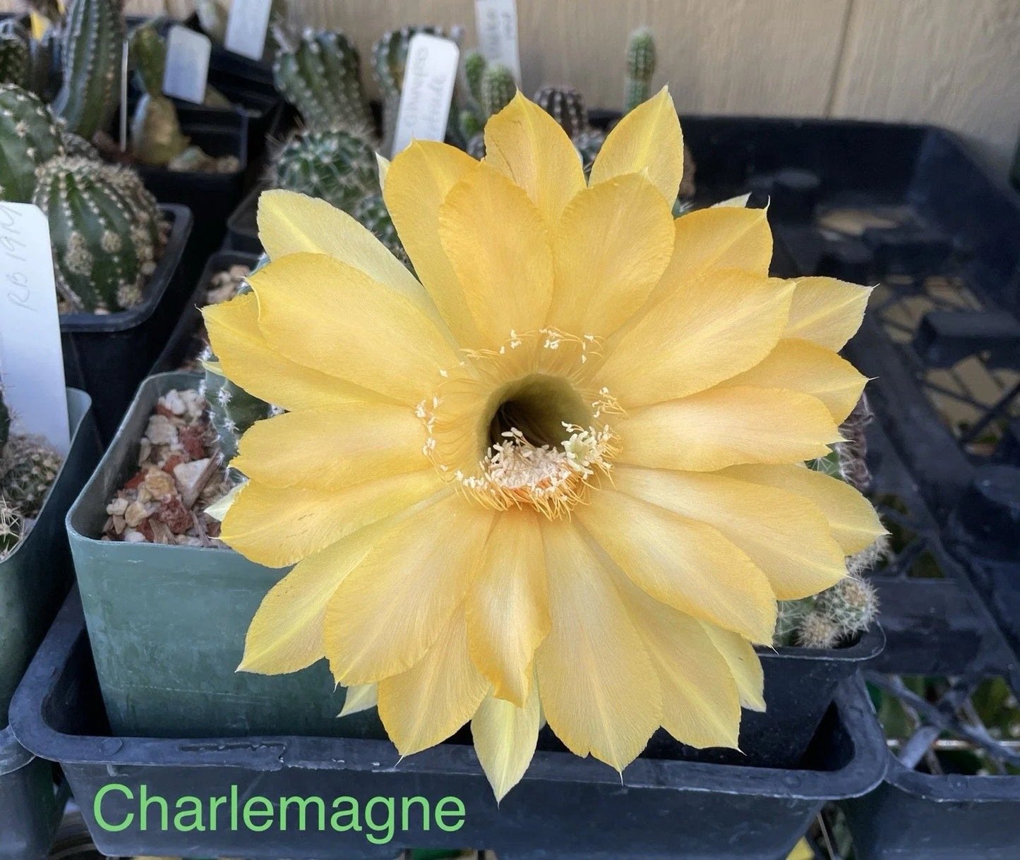 Echinopsis Schick Hybrids Cactus Plant - Rooted Succulent Variety - Charlemagne Echinopsis