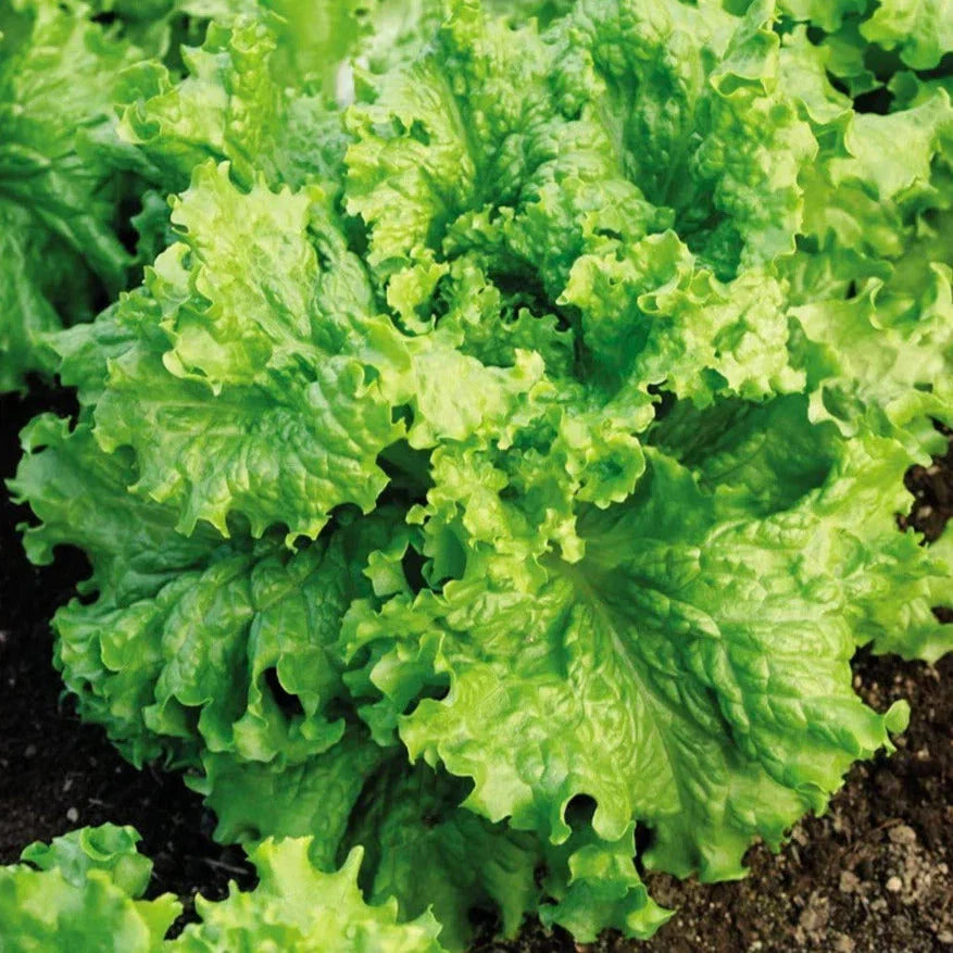 Waldmann's Green Leaf Lettuce Seeds - Organic Heirloom Non-GMO - Lactuca sativa for 2025 Planting - Crisp Tender Greens