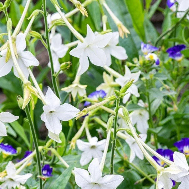 Jasmine Tobacco Seeds, 500+ Non-GMO, Fragrant Night Blooms, Nicotiana alata, Perfect for Garden and Containers