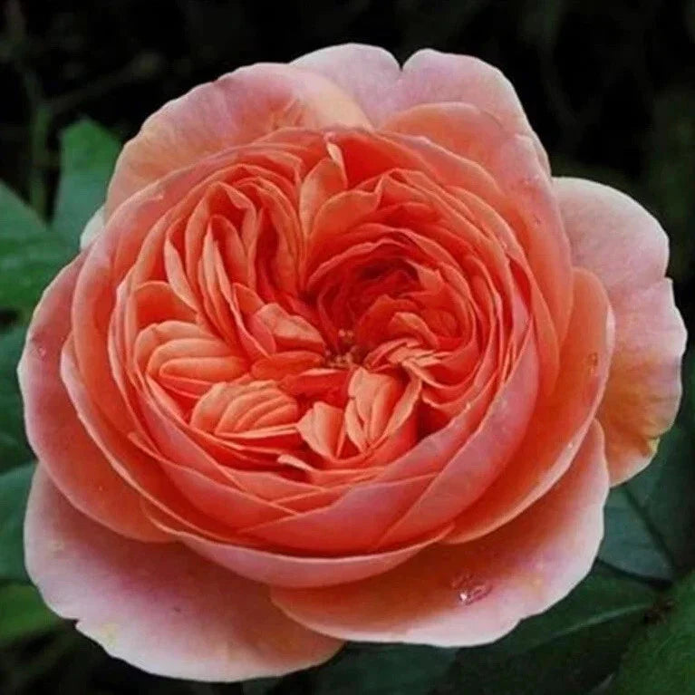 Chippendale Rose Cuttings - 3 Rare Rooting/Grafting Cuttings - Rosa spp. - Soft Pink with Creamy White Edges