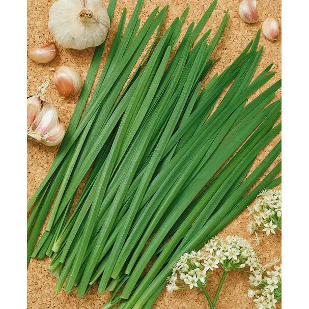 Garlic Chives Seeds | 100 Seeds | NON-GMO Heirloom Variety | Allium tuberosum | Culinary Herb for Gardens and Containers