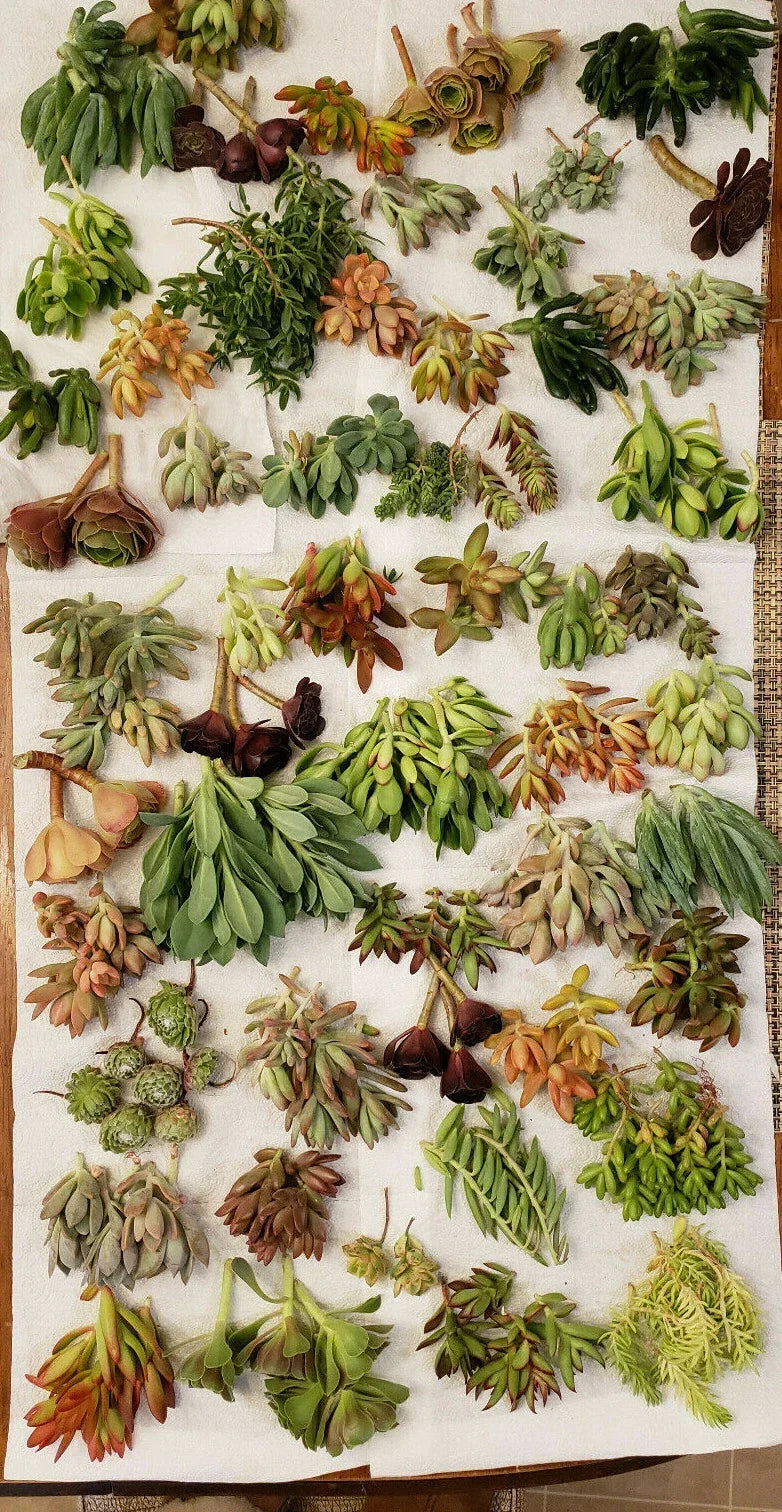 X-Large Succulent Cuttings Set - 60 Pieces, 50 Varieties, 5 Rare Types - Ideal for Plant Lovers - Various Species
