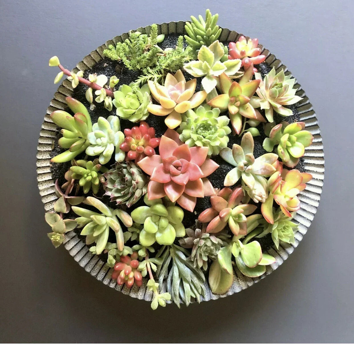 25 Succulent Cuttings - Colorful Organic Varieties - Freshly Cut for DIY Arrangements - Various Scientific Names