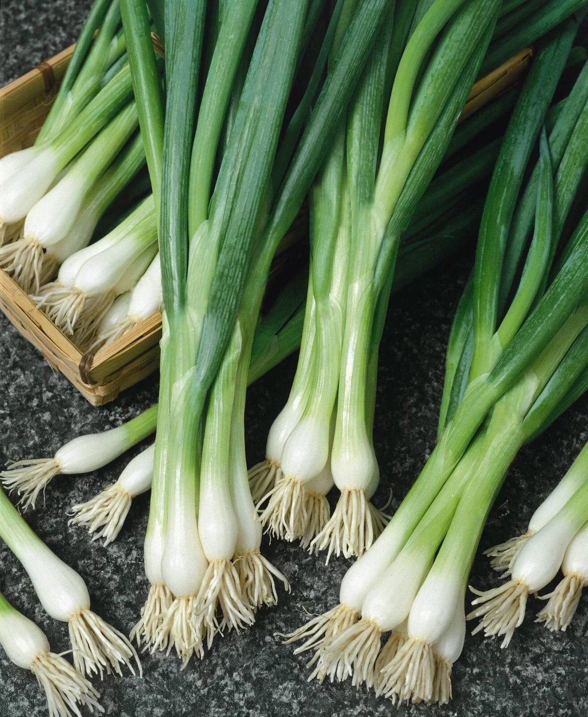 White Lisbon Onion Seeds - 250+ Non-GMO Heirloom Scallion/Bunching - Allium fistulosum for Home Gardening