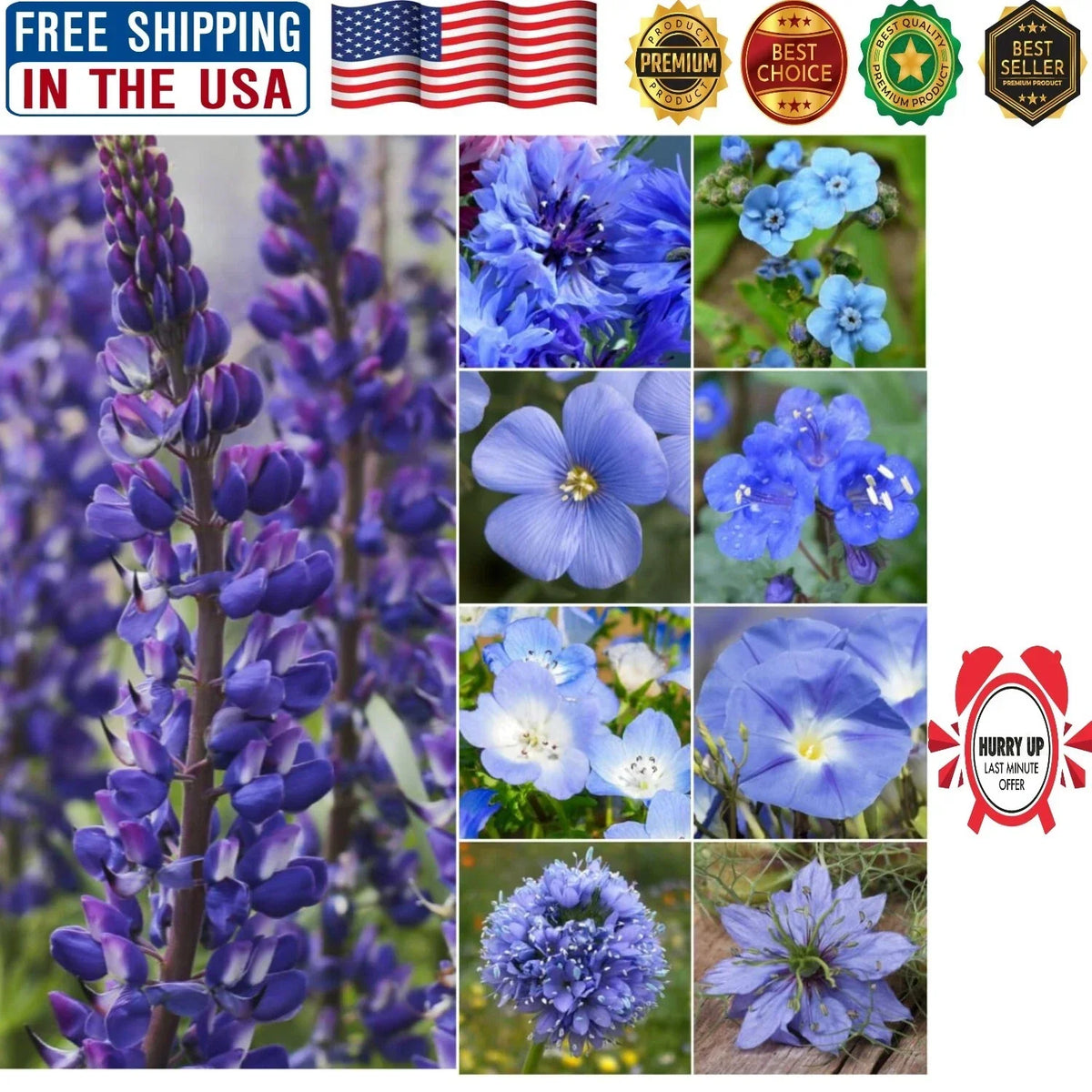 Wildflower Seed Mixture 30,000 Seeds Vibrant Blue Pollinator-Friendly Various Species