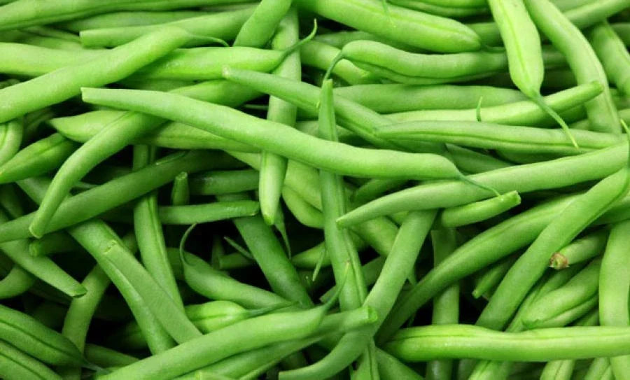 Green Bean Seeds - 1 oz Burpee Stringless Variety - Phaseolus vulgaris - Non-GMO, High Yield, Fast Germination