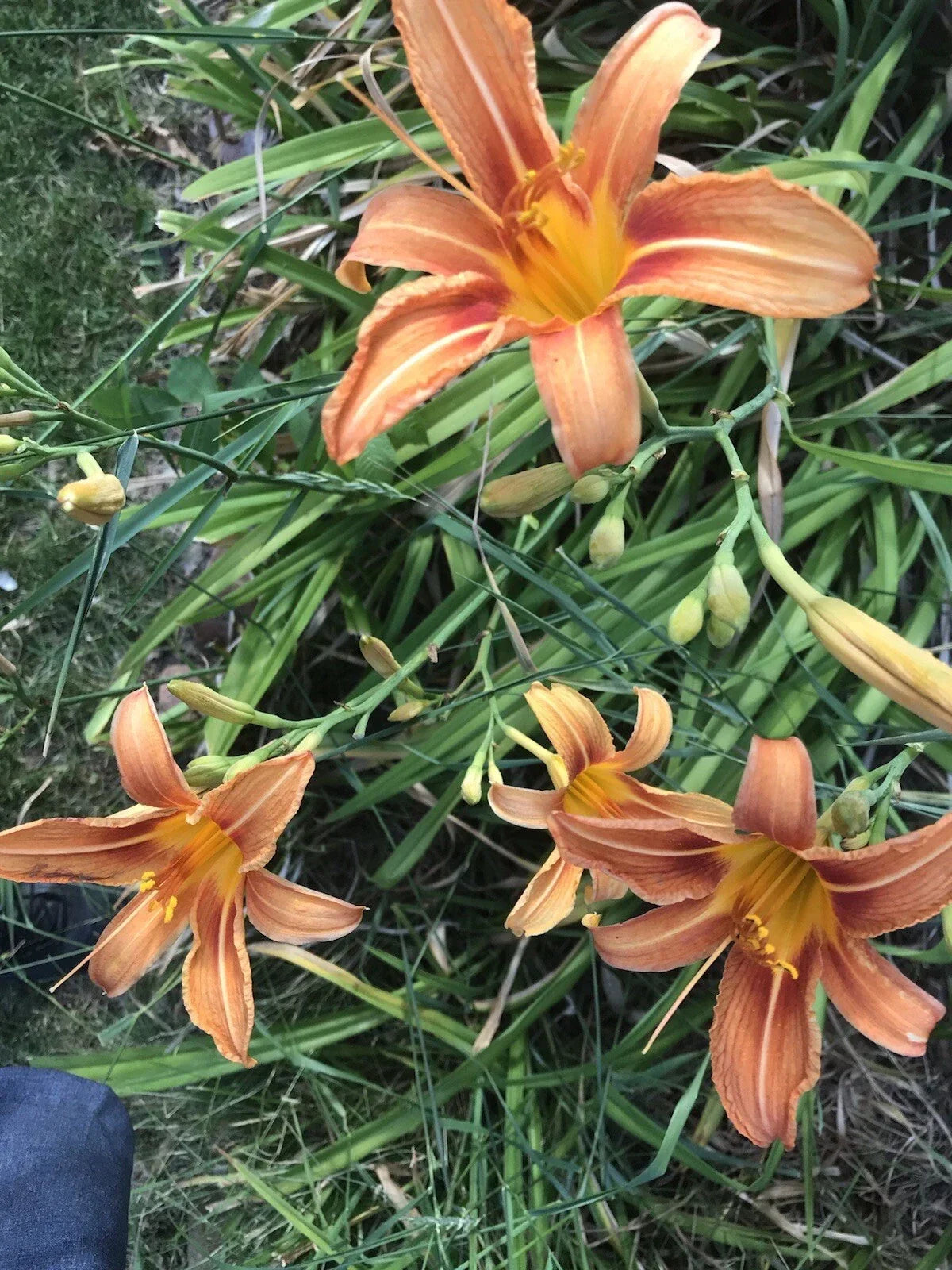 Orange Daylily Plants 5 Pack - Hemerocallis fulva - Perennial Flowering Plants for Gardens - Bright Orange Blooms