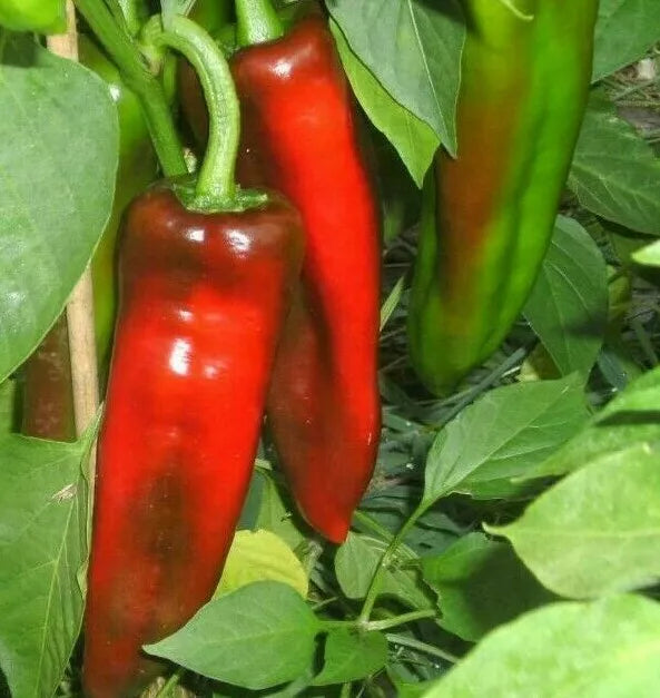 Marconi Pepper Seeds - 30+ Rare Sweet Italian Peppers - Capsicum annuum - Non-GMO, Ideal for Garden and Containers