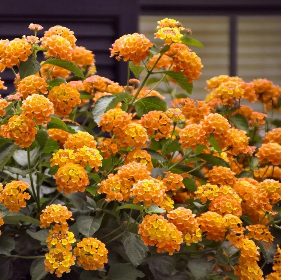Lantana Orange Live Plants - Well-Rooted Perennial Groundcover - Lantana camara - Bright Orange Blooms - Attracts Butterflies