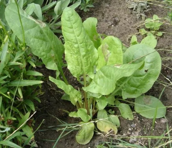 Large Leaf Sorrel Seeds 1500 Count, Non-GMO Heirloom, Organic Gardening, Rumex acetosa - Perfect for Culinary Use