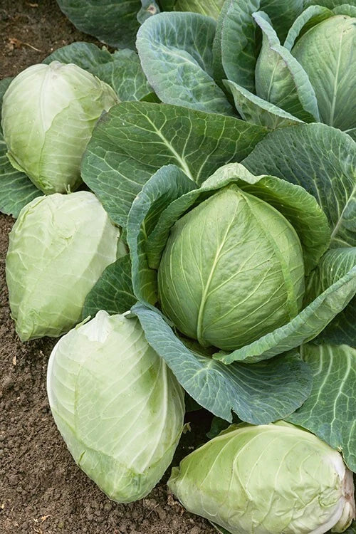 Cabbage Seeds - 200+ Heirloom Charleston Wakefield - Non-GMO - Brassica oleracea var. capitata - Fresh Gardening Seed Packet