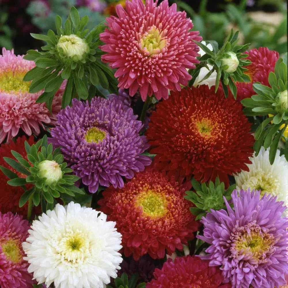 Aster Seeds - 50 Pack Dwarf Milady Mix, Non-GMO, 5 Color Blend, Aster amellus, Perfect for Gardens & Containers