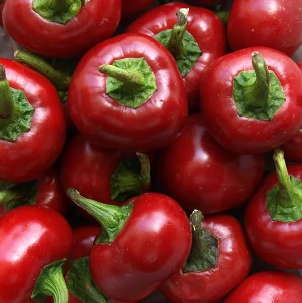 Red Cherry Hots Hot Pepper Seeds 50+ Heirloom Capsicum annuum - Medium Heat, USA Grown, Non-GMO, Free Shipping