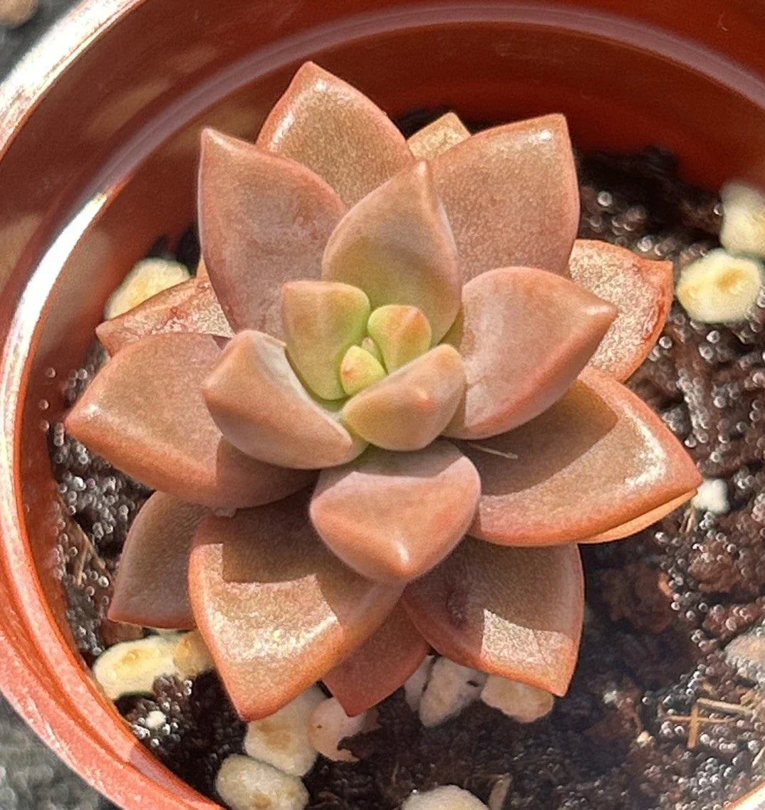 Live Succulent Plant - Graptosedum 'Vera Higgins' - Fully Rooted - Ideal for Indoor Gardening - Drought-Tolerant Succulent