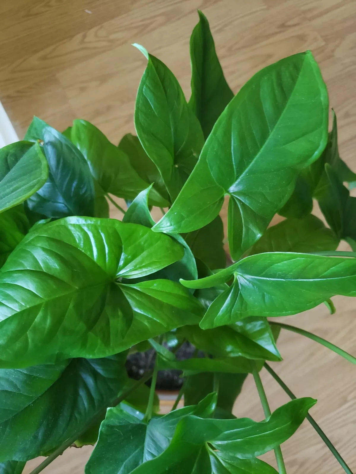 Emerald Gem Syngonium Podophyllum Starter Plant - Arrowhead Vine Indoor Houseplant with Tropical Green Foliage