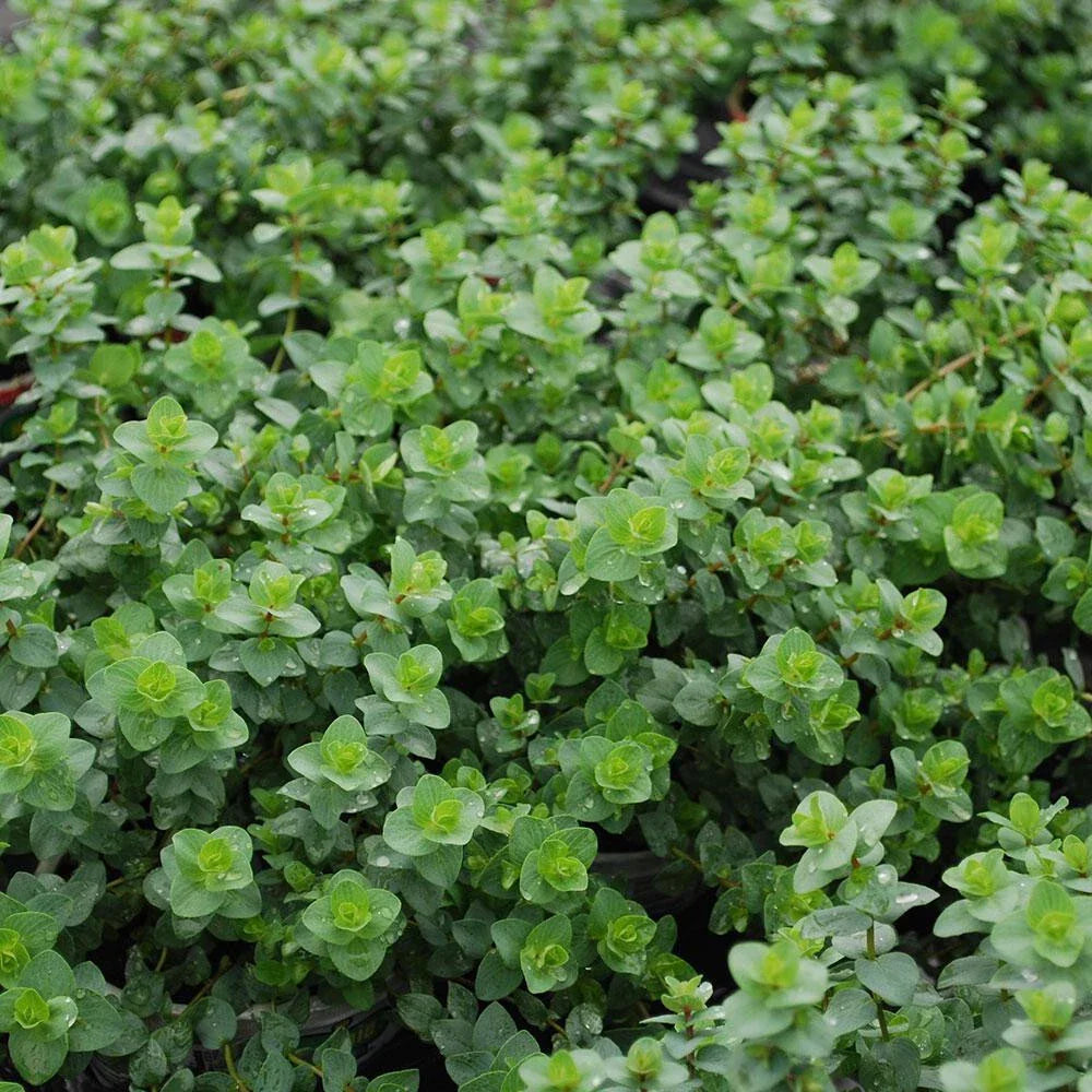 Italian Oregano Seeds Bulk - 256,000 Count - Origanum Vulgare - Premium Culinary Herb for Cooking and Gardening
