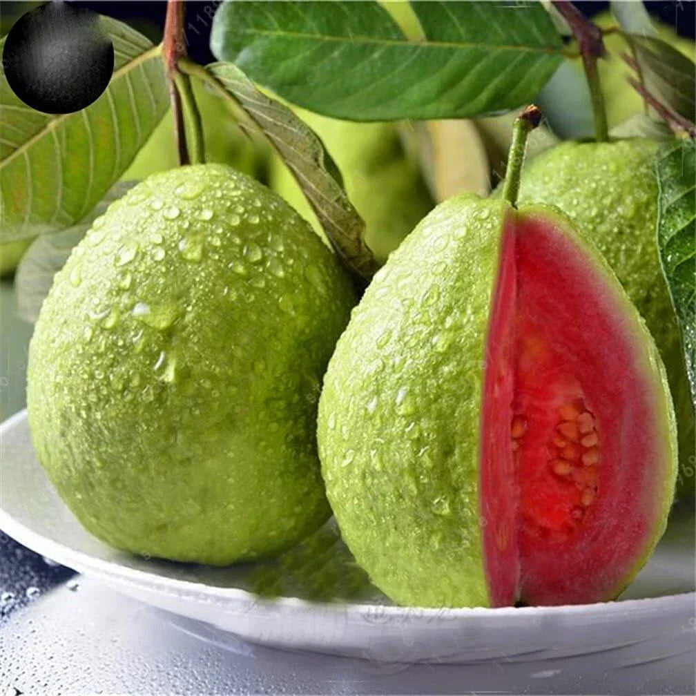 Guava Fruit Tree Seeds - 100 Pack - Tropical Exotic Fruit - Psidium guajava - Easy to Grow, Drought-Tolerant, Pollinator Friendly