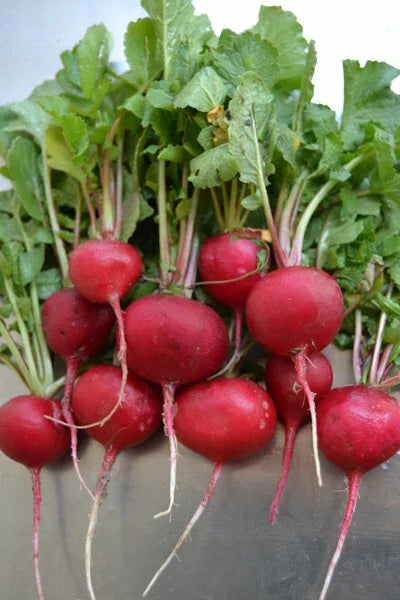 Crimson Giant Radish Seeds - 100/200/500/2000 Heirloom - Raphanus sativus - Crispy, Crunchy, Fast-Growing Variety