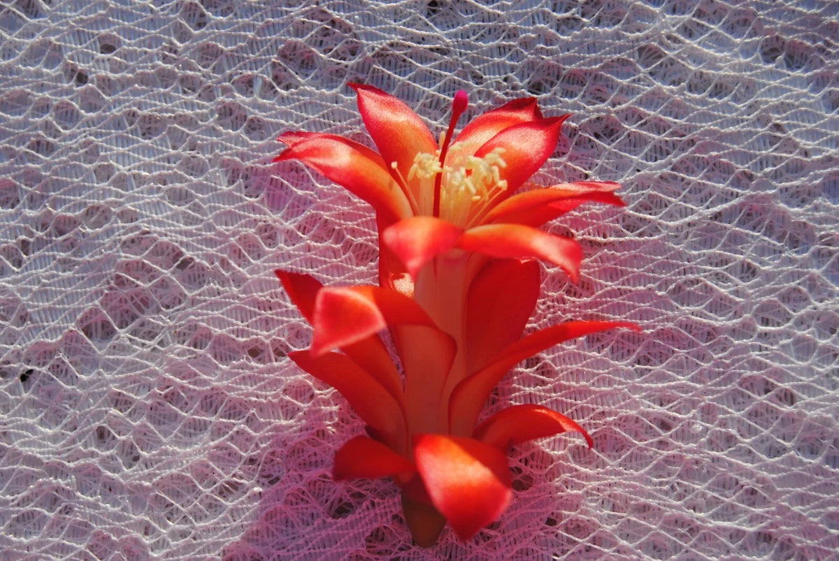 Christmas Cactus Starter Plant - Sparkler Variety - Schlumbergera Truncata - Well-Rooted Small Plant in 4-Inch Pot