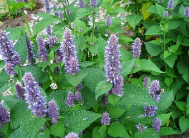 Hyssop Seeds - 200+ Perennial Herb Seeds - Fragrant Blue Flower - Hyssopus officinalis - Mint Family - USA