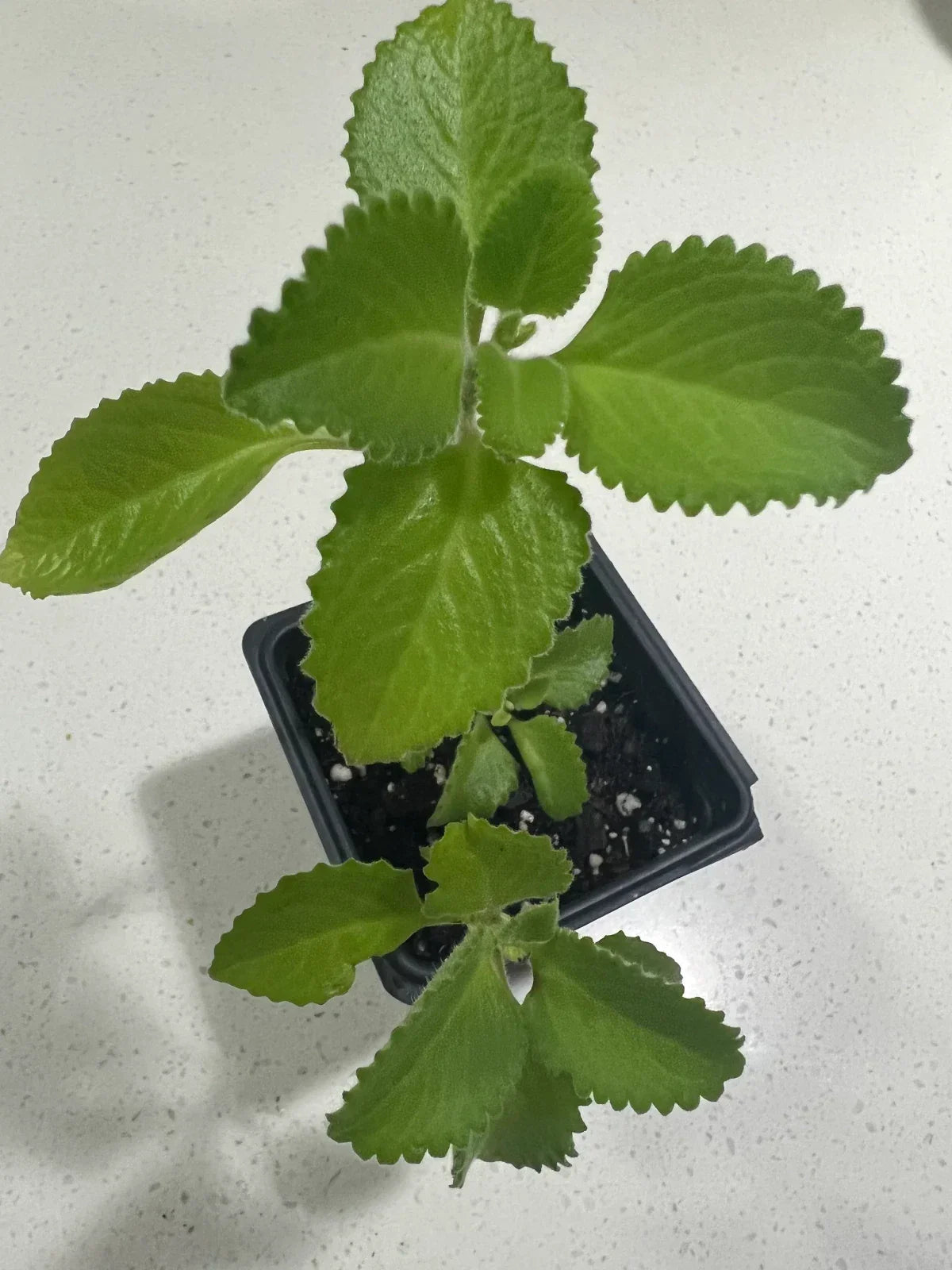 Cuban Oregano Plants - Live, Well-Rooted - Mexican Mint, Spanish Thyme - Plectranthus amboinicus - 5 to 7 Inches Tall