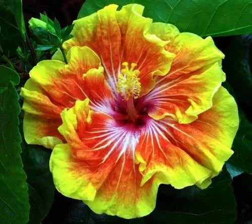 Tropical Hibiscus Plant - Bare Root - Tahitian Sunset Splendor - Hibiscus rosa-sinensis - Vibrant Orange Pink Blooms