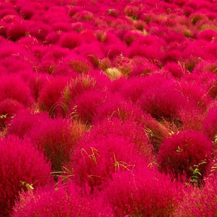 Red Globe Burning Bush Seeds - Kochia Scoparia, Summer Cypress for 2025 Planting, Drought-Tolerant Garden Focal Point