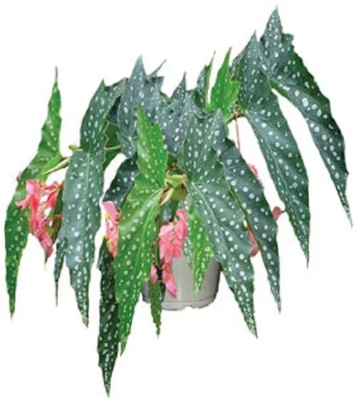 Angelwing Begonia Starter Plant - 4-6 inches - "My Special Angel" - Begonia coccinea - Rooted in Pot for Indoor Gardens