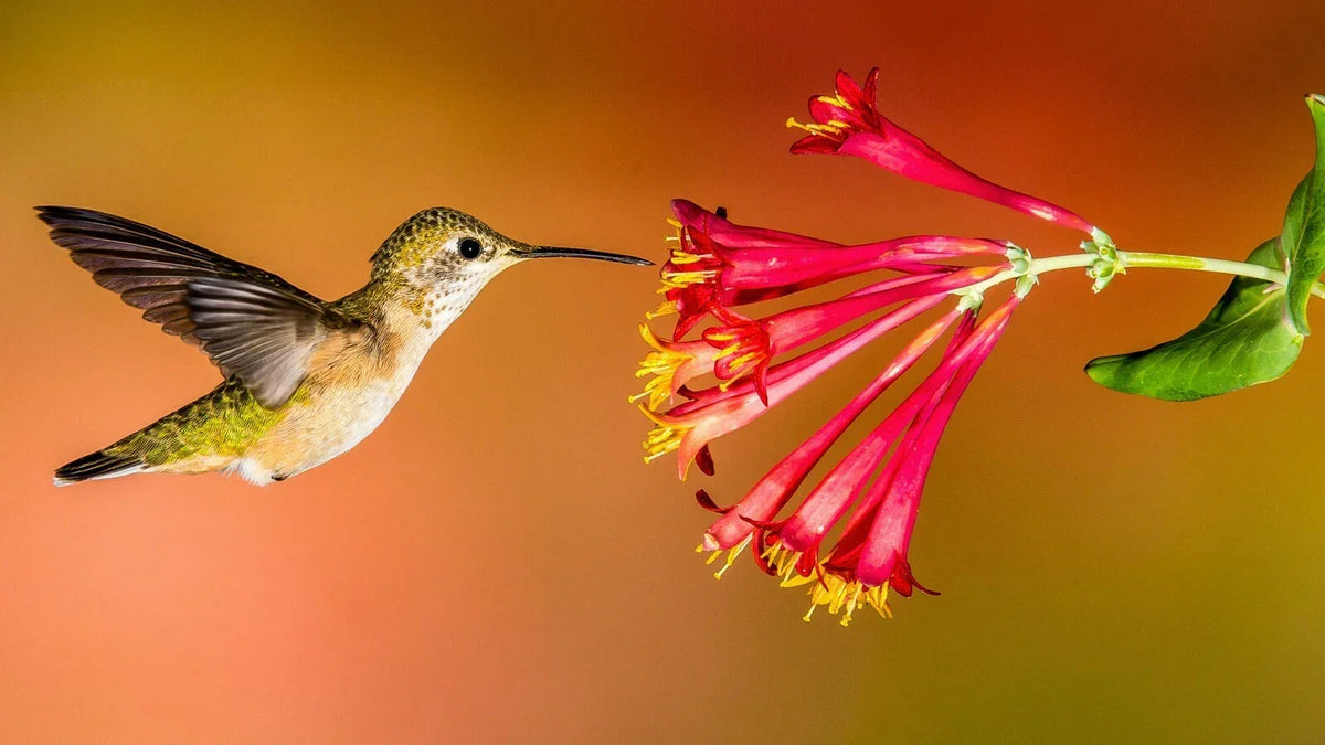 Hummingbird Wildflower Seed Mix - Perennial Blend for Hummingbirds - Easy to Grow, Colorful Variety - Various