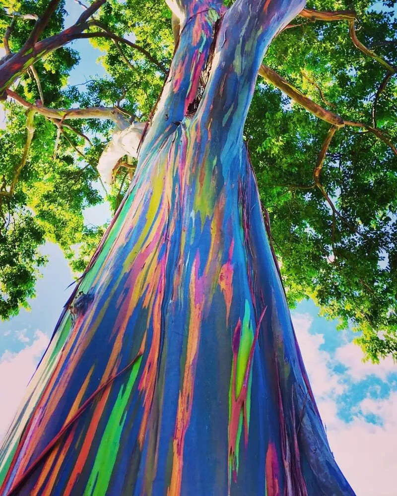 Rainbow Eucalyptus Tree Seeds - 50 Seeds - Colorful Bark - Eucalyptus deglupta - Tropical Garden Plant