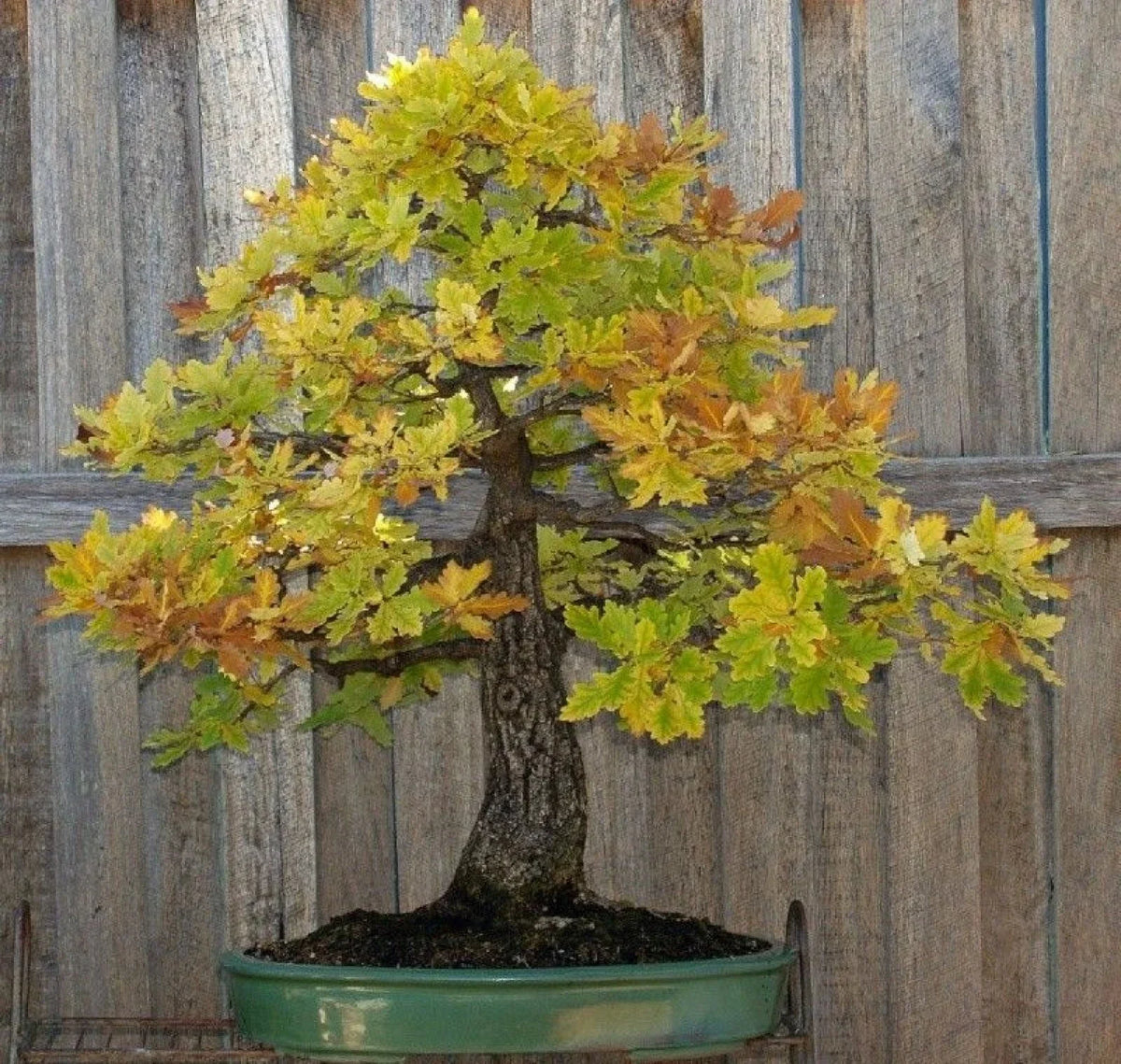 Blue Oak Bonsai Seeds 15 Pack - Quercus macrocarpa - 2023 Harvest - Ideal for Gardening and Bonsai Cultivation