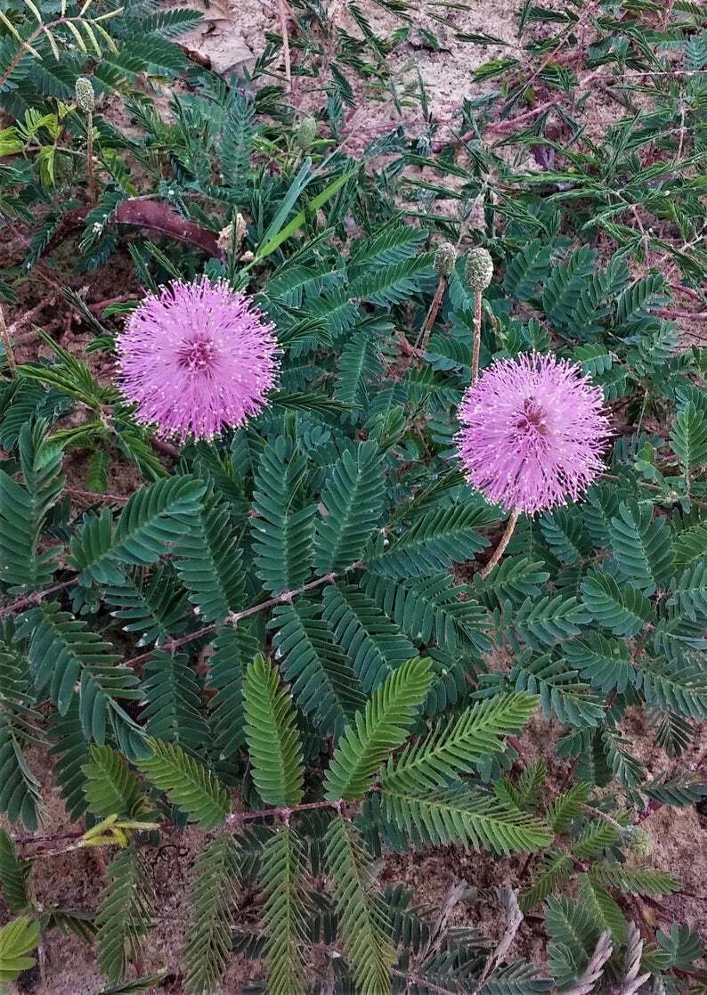 Touch-Me-Not Sensitive Plant Starter Pair, 2" Live Mimosa Pudica, Fern-Like Foliage, Easy Houseplant, USA Seller