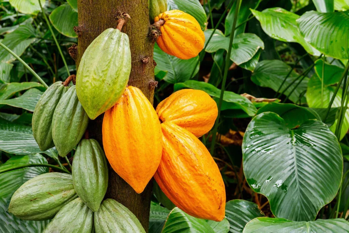 Cacao Tree Seeds - 2 Seeds - Rare Exotic Varietals - Theobroma cacao - Grow Your Own Chocolate