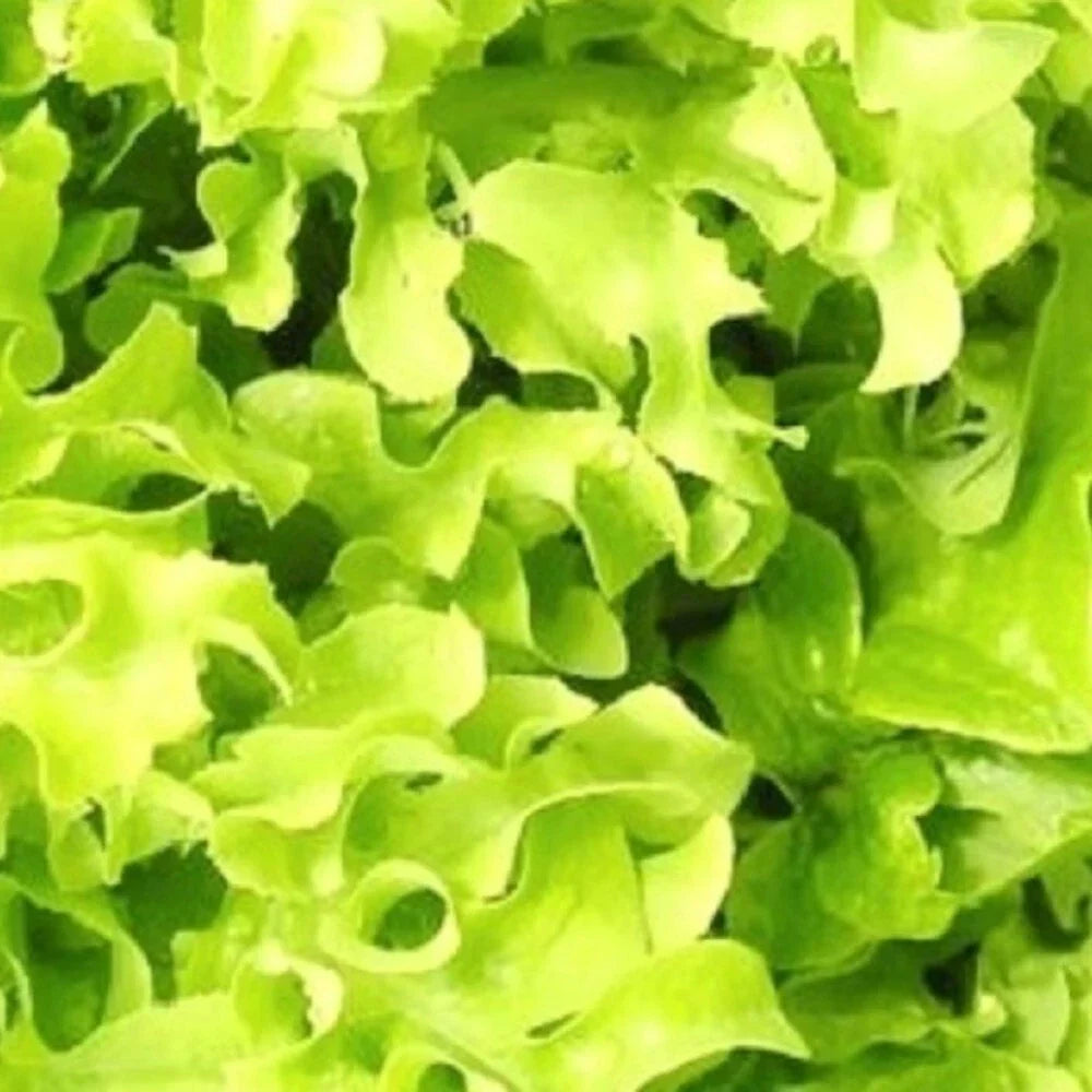 Salad Bowl Lettuce Seeds | NON-GMO Heirloom | Frilly Green & Red Leaves | Lactuca sativa | Easy Home Garden Variety