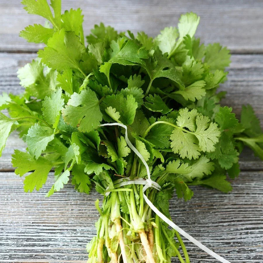 Cilantro Seeds - 500+ Non-GMO - Coriandrum sativum - Fresh Garden Herbs for Culinary Use - USA Grown