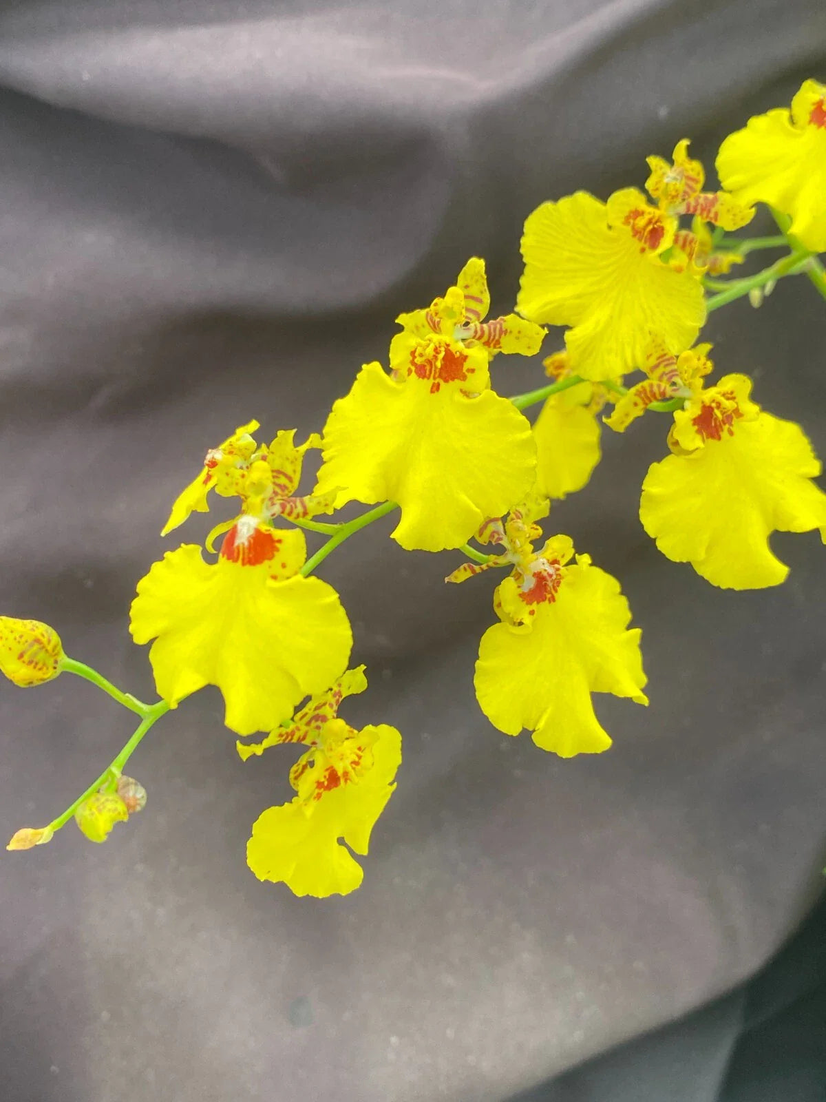 Dancing Lady Orchid Plant in 2.5" Pot, Oncidesa Gower Ramsey, Vibrant Blooms, Easy Care Indoor Plant