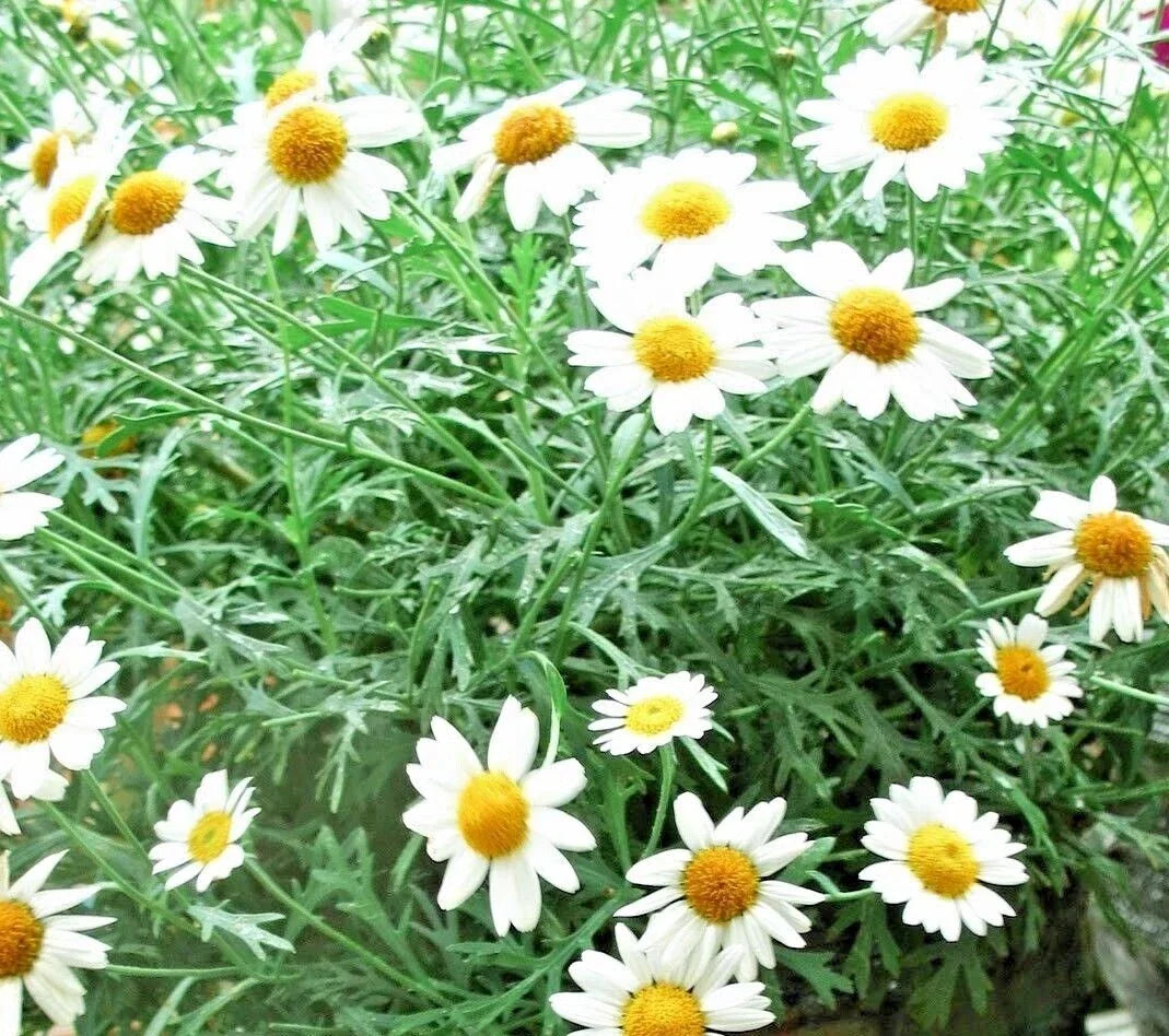 Chamomile Seeds - 2000+ Seeds - German Tea Herb - Matricaria chamomilla - Non-GMO Annual for Tea and Garden Use