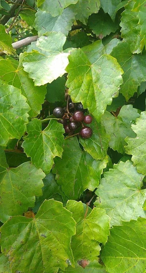 Live Seedling Vine - Scuppernong Muscadine Grape - Vitis rotundifolia - Rare Fast-Growing Outdoor Plant