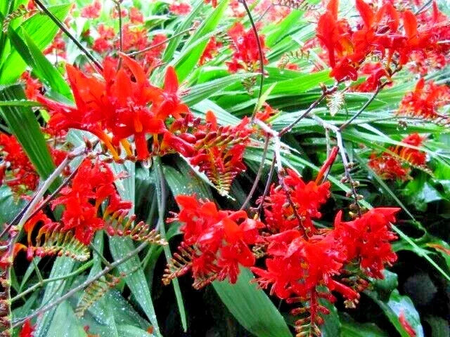 Crocosmia Seeds 112 Count, Bright Red Flowers, Easy to Grow, Crocosmia × crocosmiiflora, USA Seller