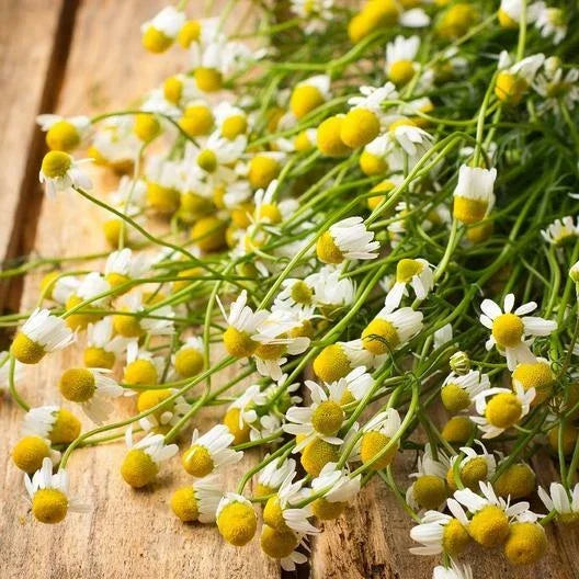 Chamomile Herb Seeds 1000 Count Non-GMO Groundcover Matricaria chamomilla Fragrant Medicinal Tea Plant