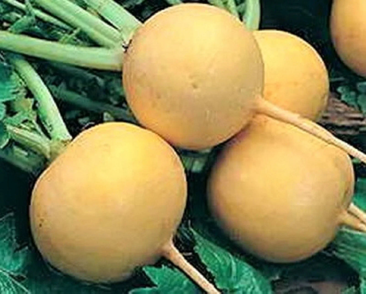 Golden Ball Turnip Seeds - 500+ Non-GMO Brassica rapa for Home Gardening, Early Spring Planting, Flavorful Harvest