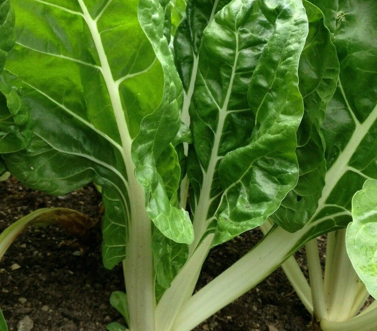 Swiss Chard Seeds 100+ Fordhook Giant Heat Tolerant Greens Beta vulgaris - Nutrient-Rich, Easy to Grow for Your Garden