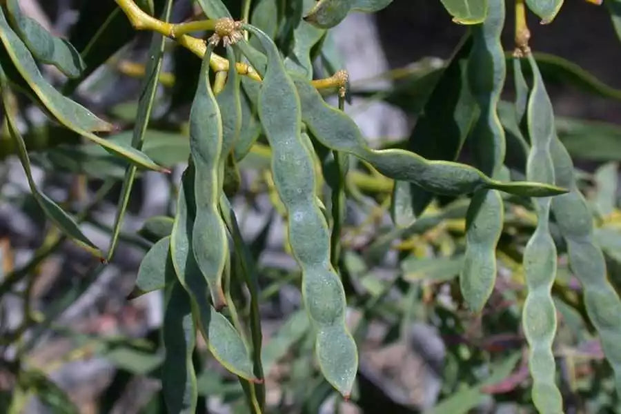 Acacia Saligna Seeds - Golden Wreath Wattle - 25 Seeds - Native Australian Plant - Drought-Tolerant Mimosa Variety