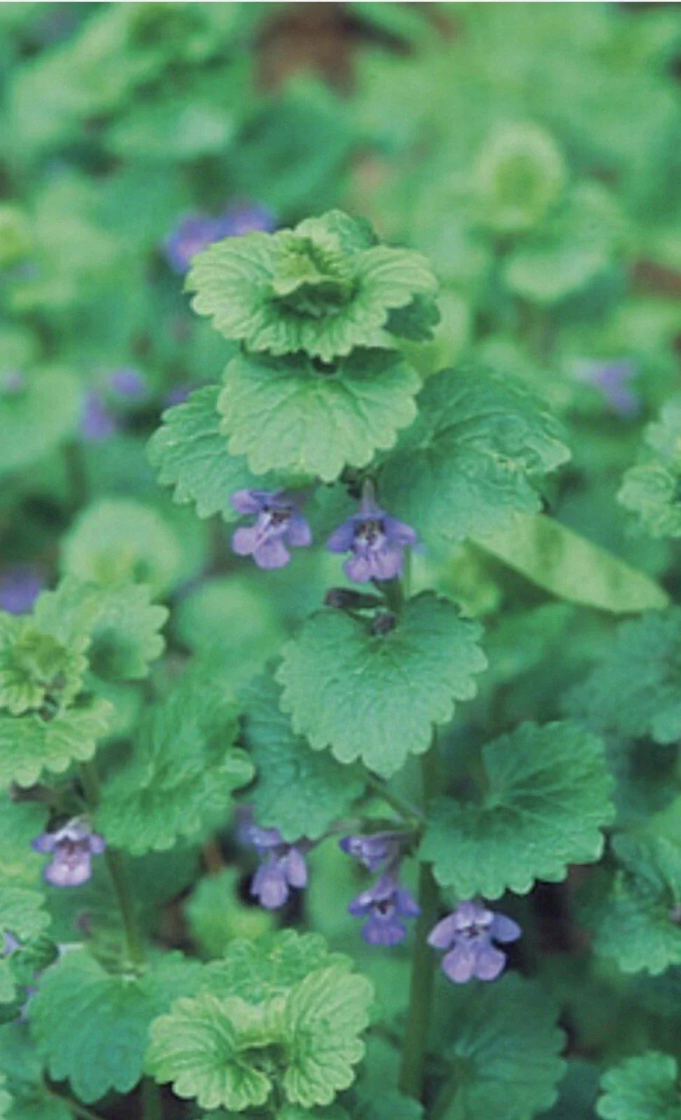 Creeping Charlie Live Vine Plant 10 Rooted Knots Evergreen Glechoma hederacea - Fast-Growing Indoor Greenery
