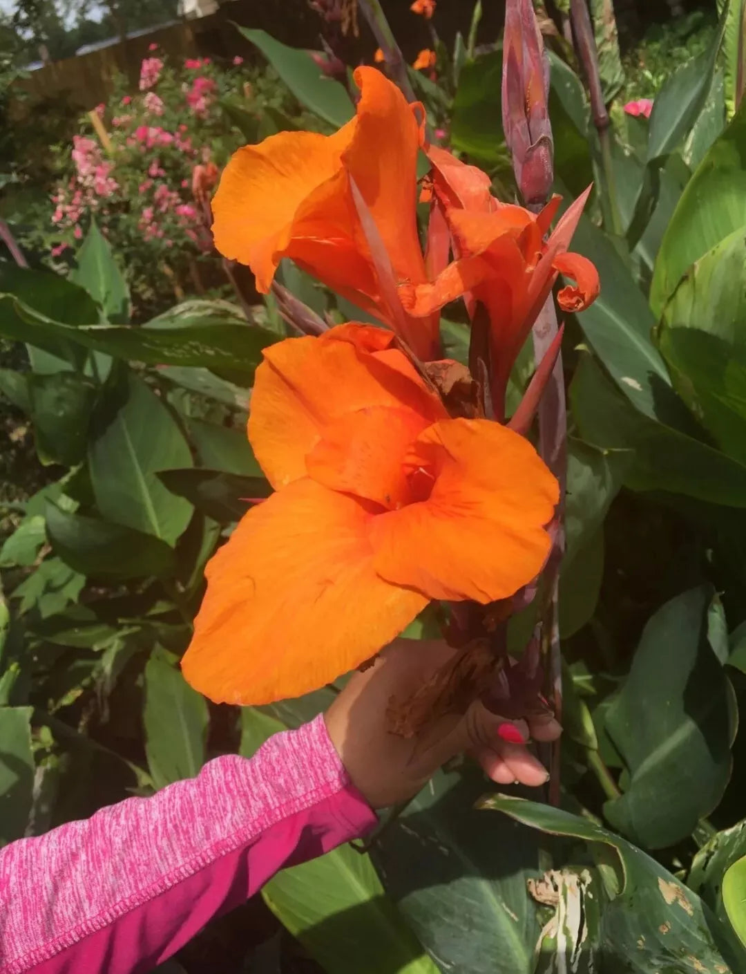 Canna Lily Bulbs (3 Count) - Orange Flowers, Tropical Plant - Canna indica - Vibrant Garden Accent
